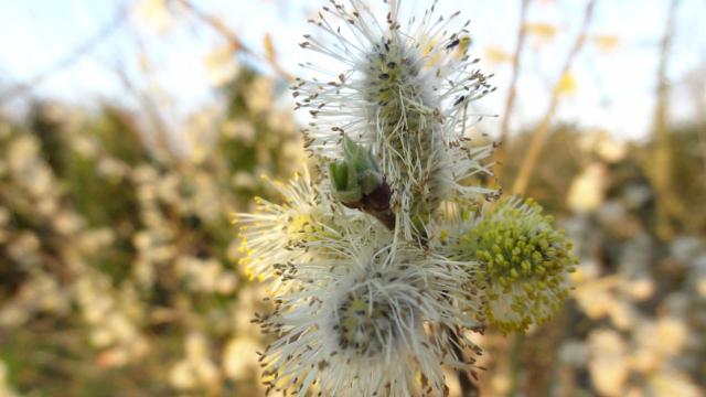 Natuurfoto s april 2016 02 - Yvo Geerts